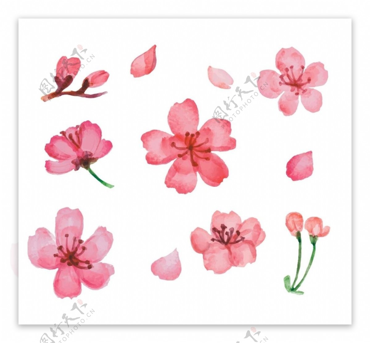 11款粉色樱花矢量素材图片