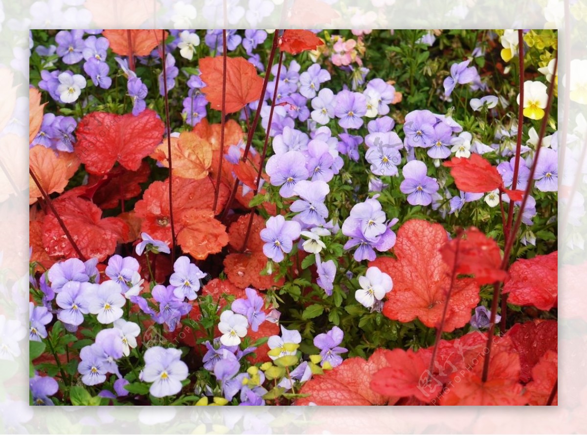 漂亮的三色堇鲜花图片