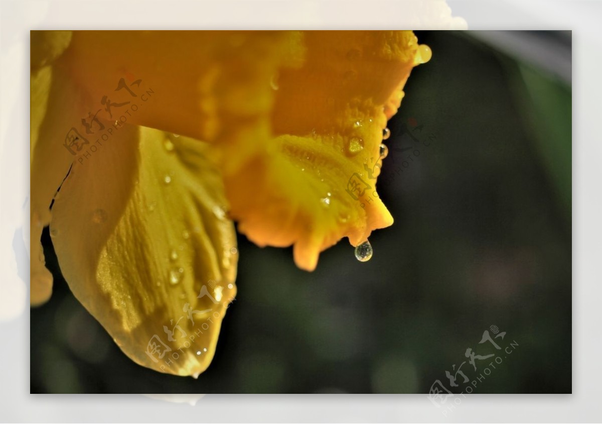 漂亮的黄色水仙花图片