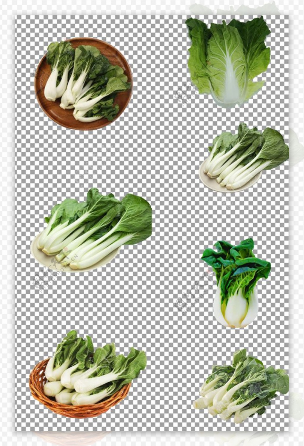 天然有机蔬菜奶白菜图片