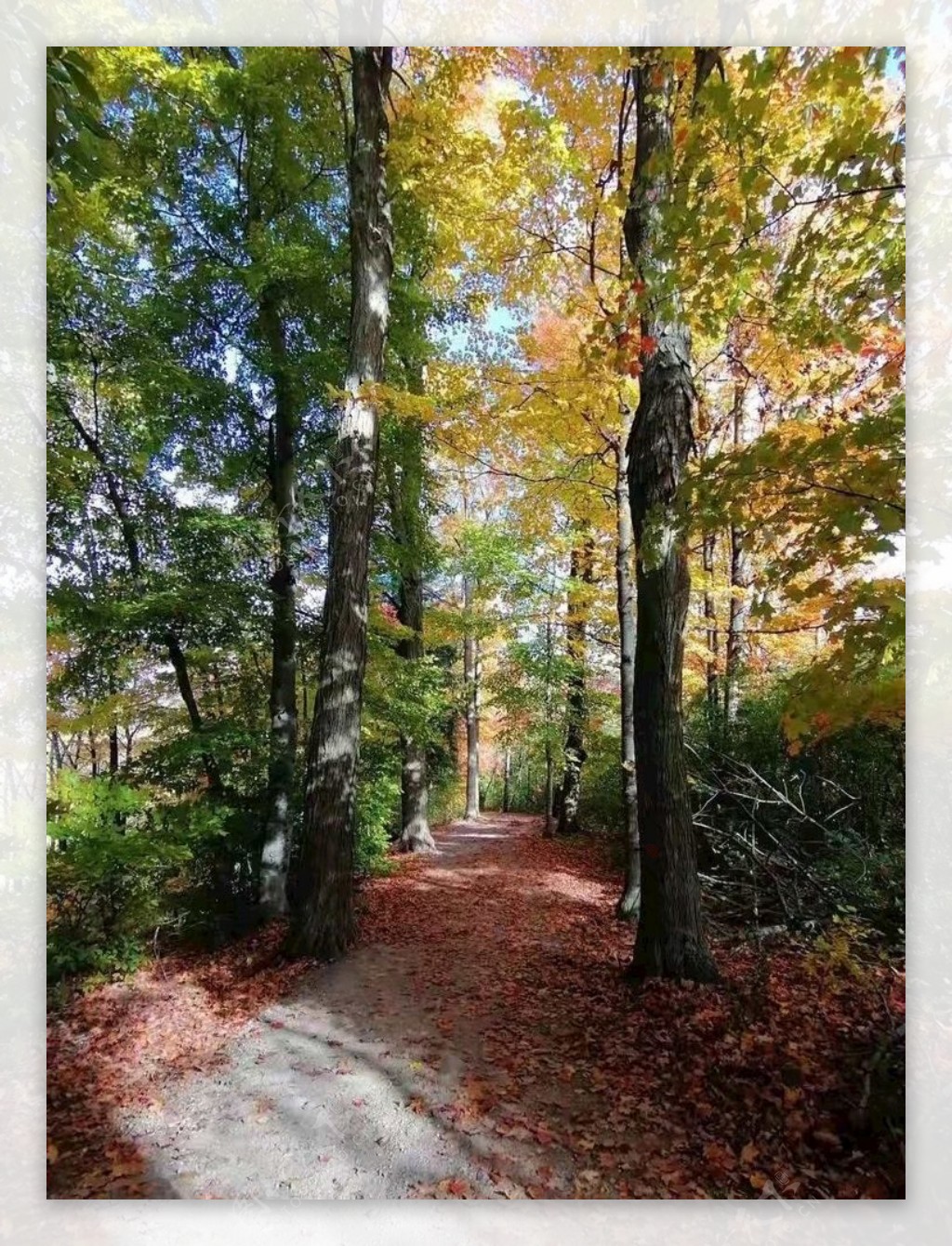风景秋天落叶斜阳林间小径图片