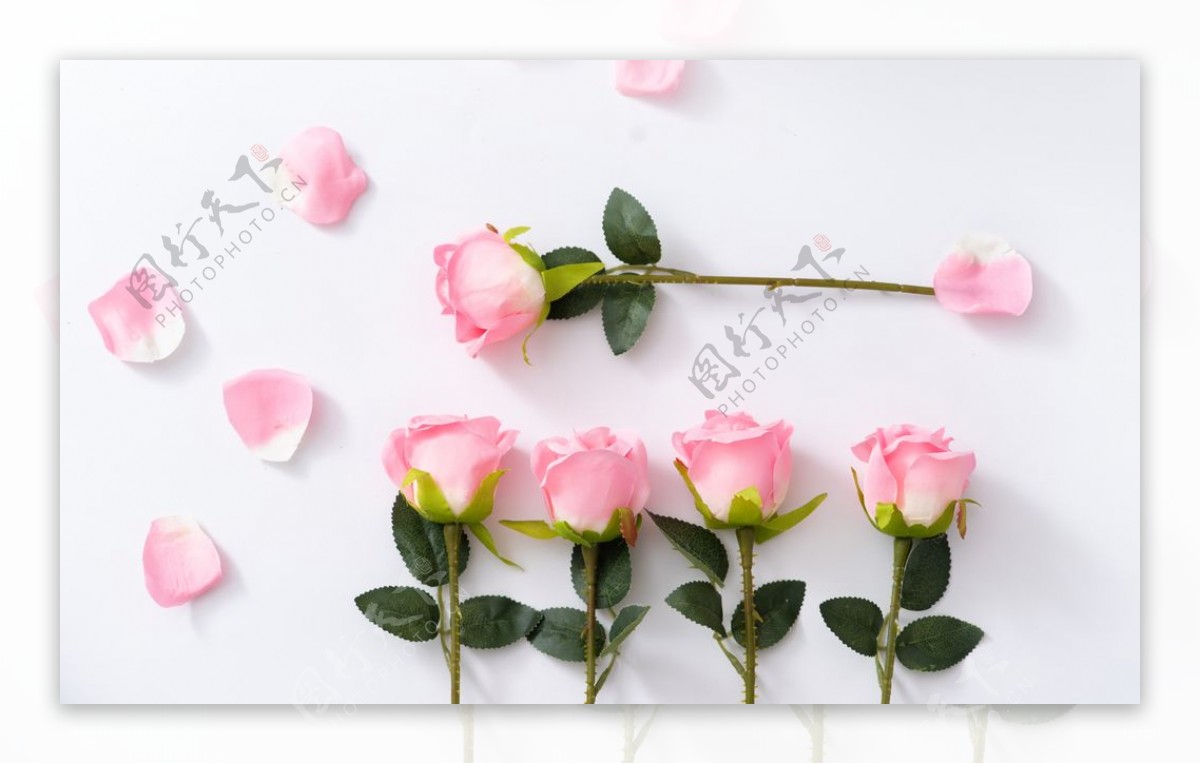 浪漫唯美粉色玫瑰拍摄素材图片