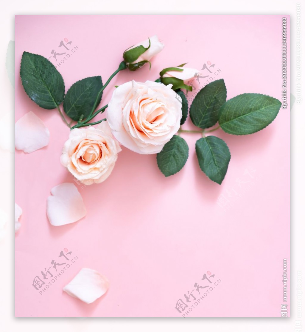 粉色底板粉色玫瑰图片