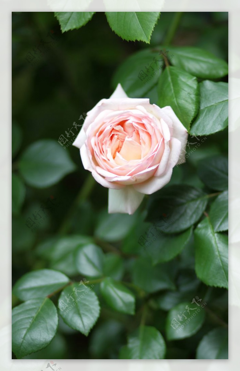 户外粉色玫瑰花特写图片