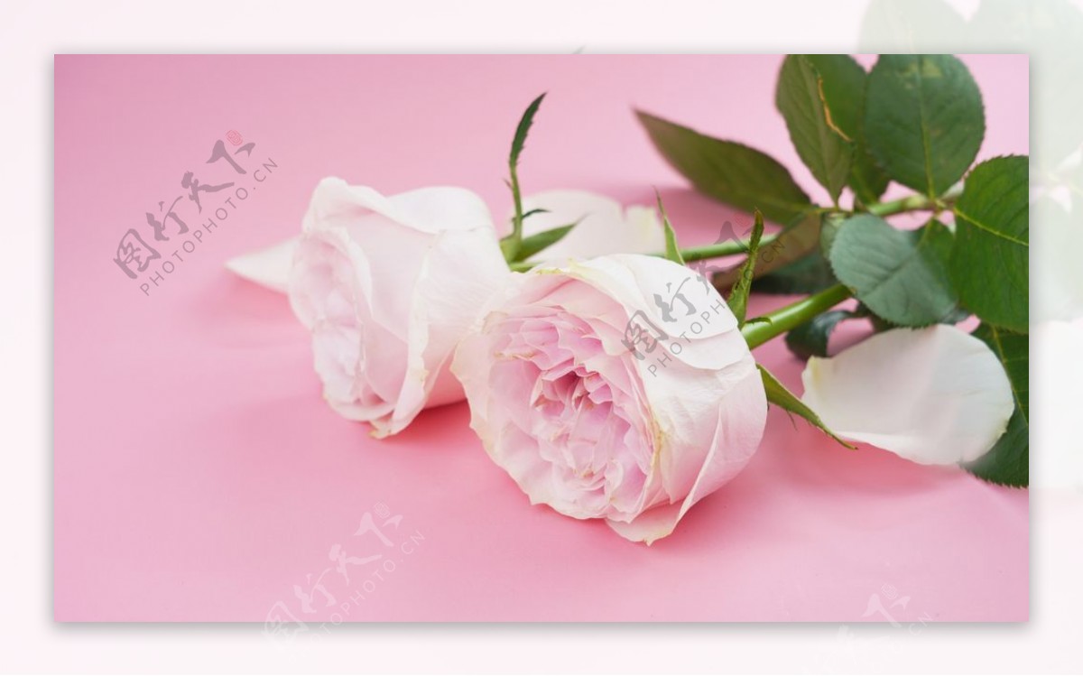 粉色地板上的粉玫瑰高清素材图片