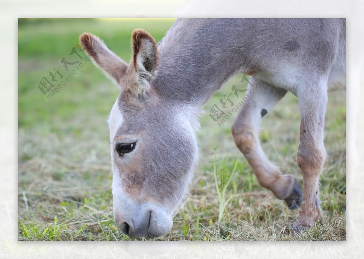 美人小驴的特写 一头年轻的驴在他家 库存照片. 图片 包括有 欧洲, 范围, 小雌马, 目的地, 封入物 - 183188162