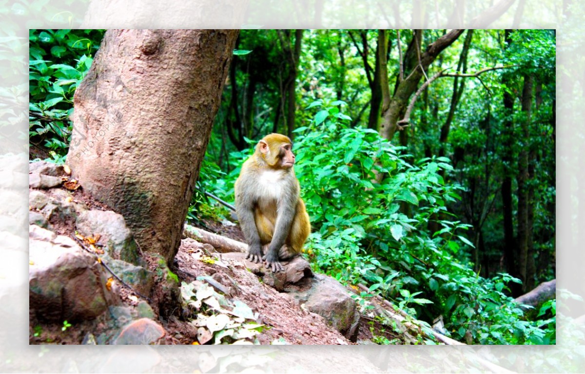 景区猴子图片