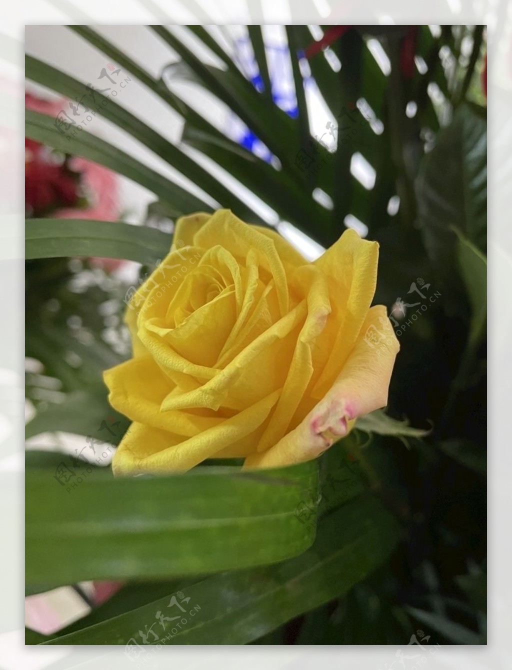 黄玫瑰图片素材-编号14640723-图行天下