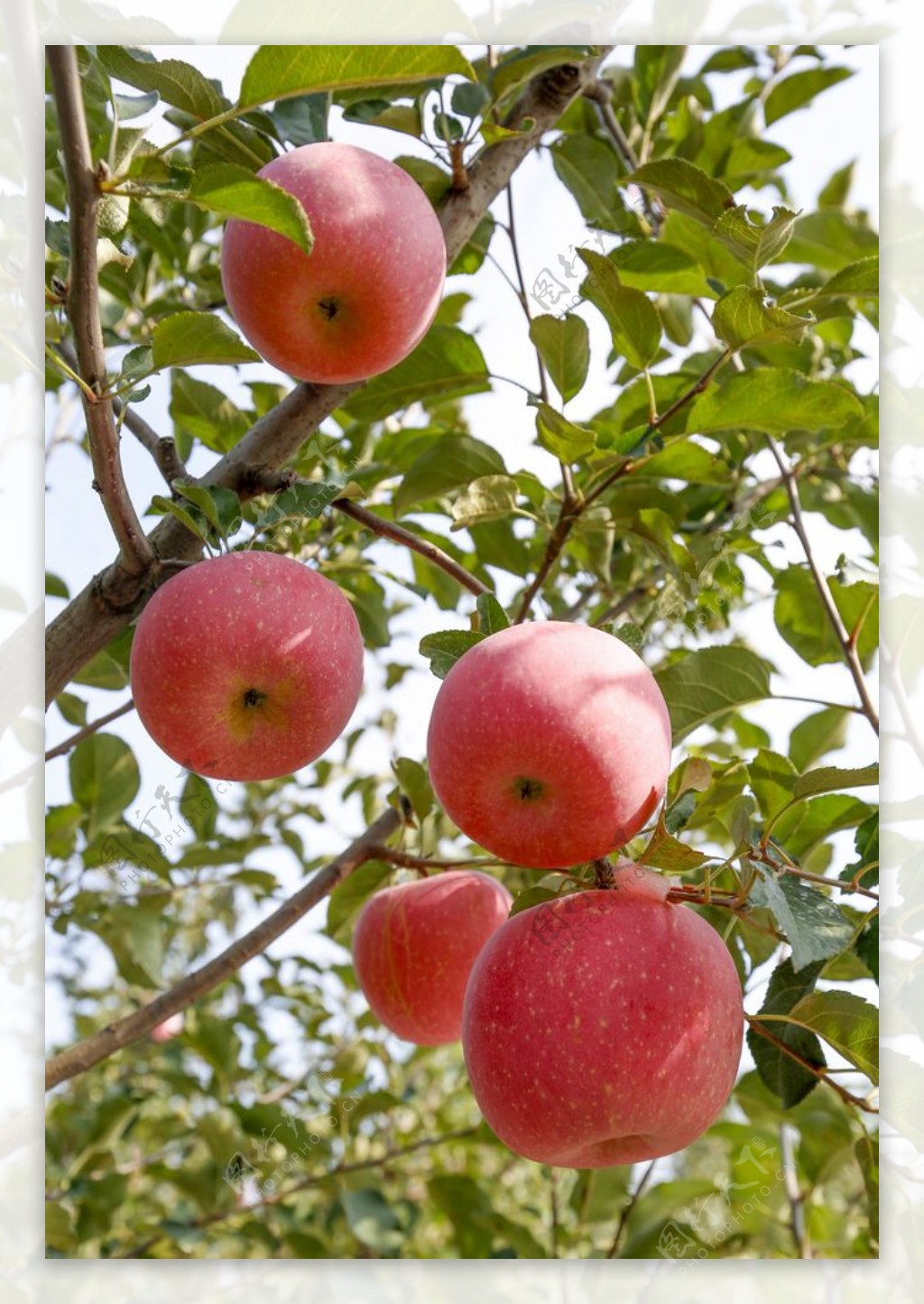苹果树摄影图片