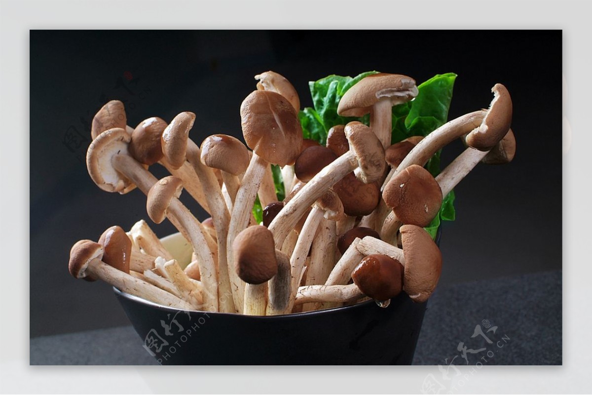 菌类茶树菇图片