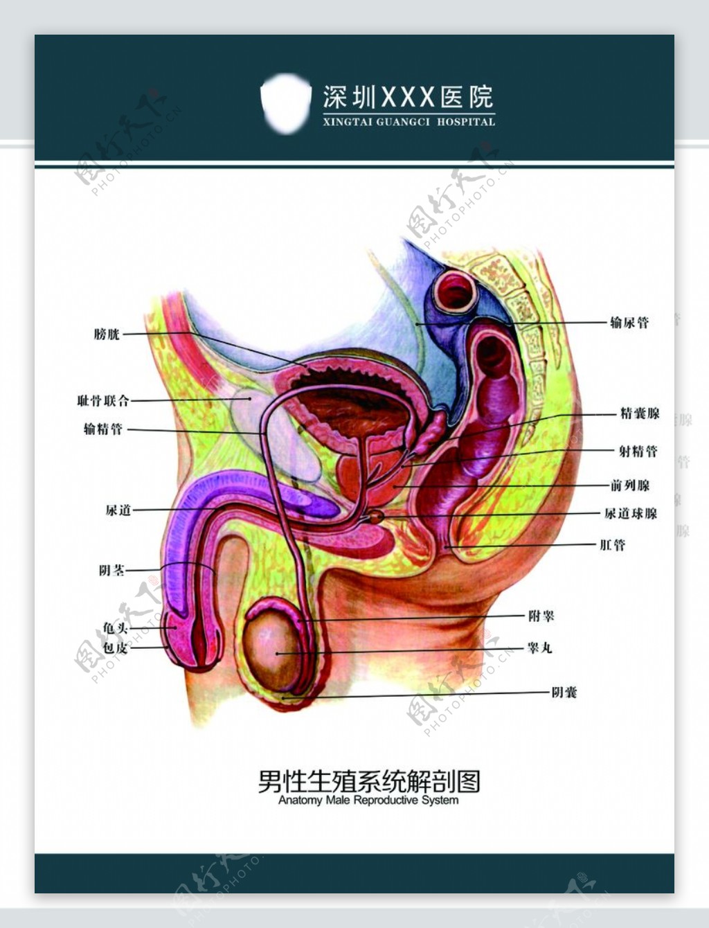 男性生殖系统解剖图片