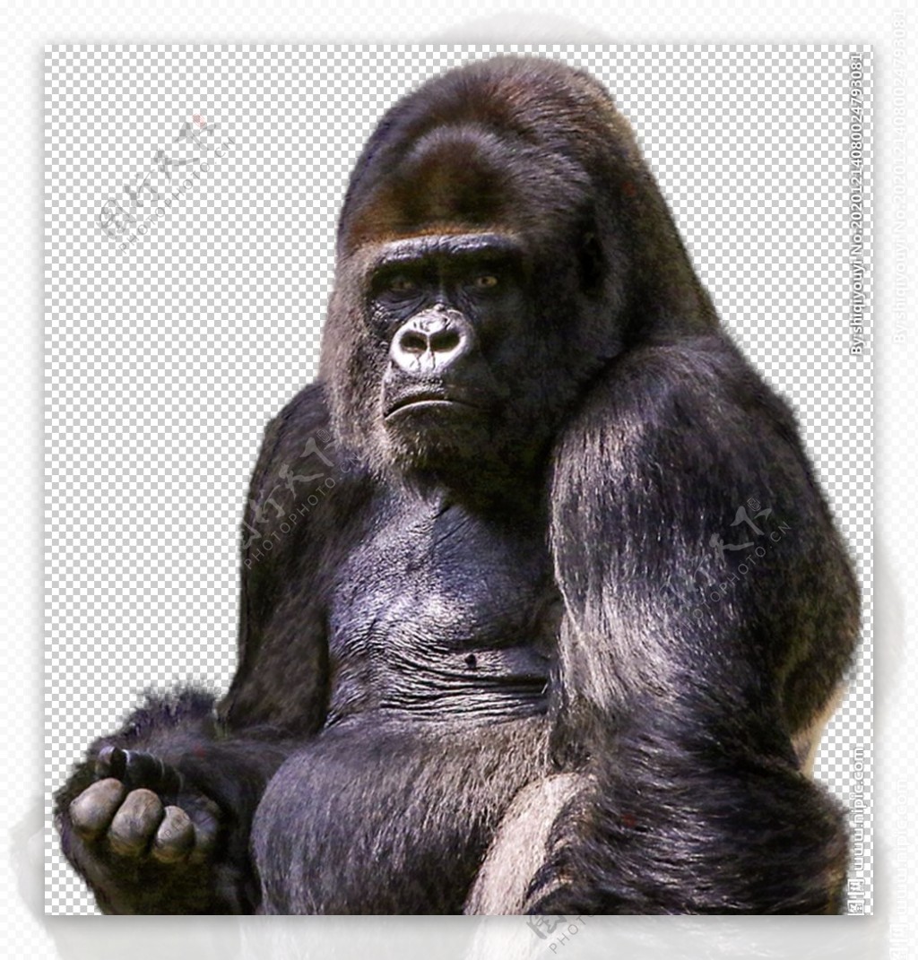 大猩猩黑猩猩图片素材-编号37551442-图行天下