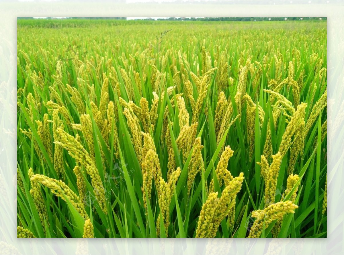水稻图图片