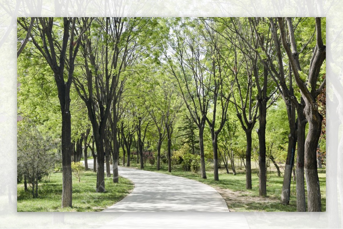 园林行道树国槐树林图片