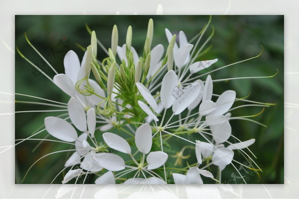 一年生花卉白色的醉蝶花图片