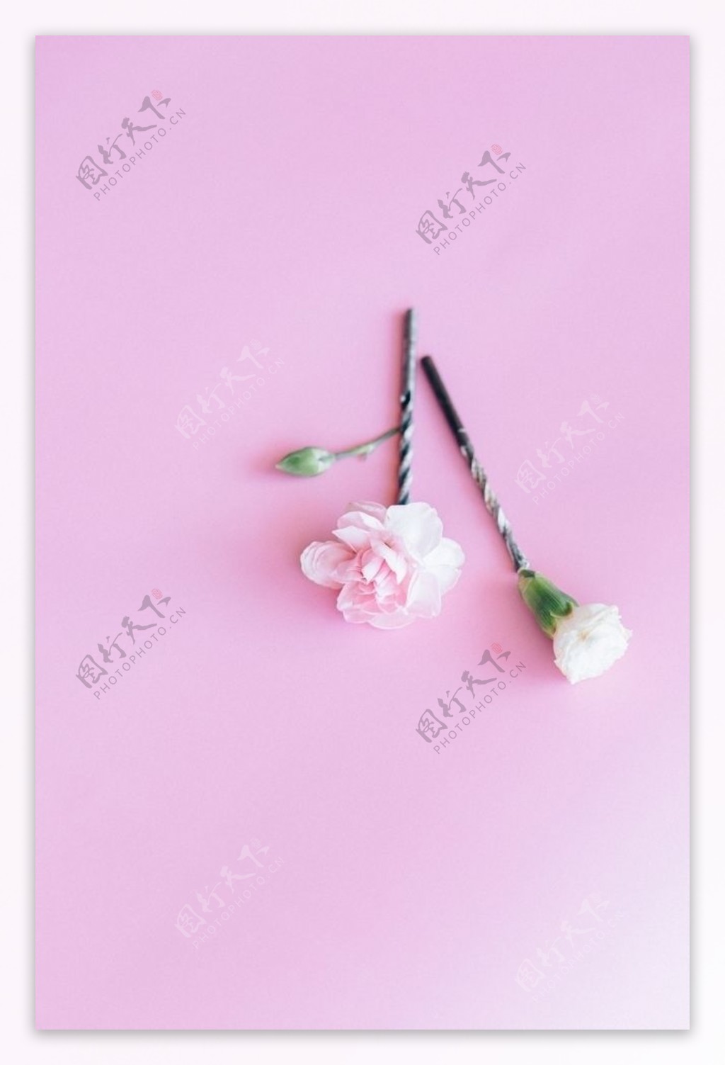 粉红色的花图片