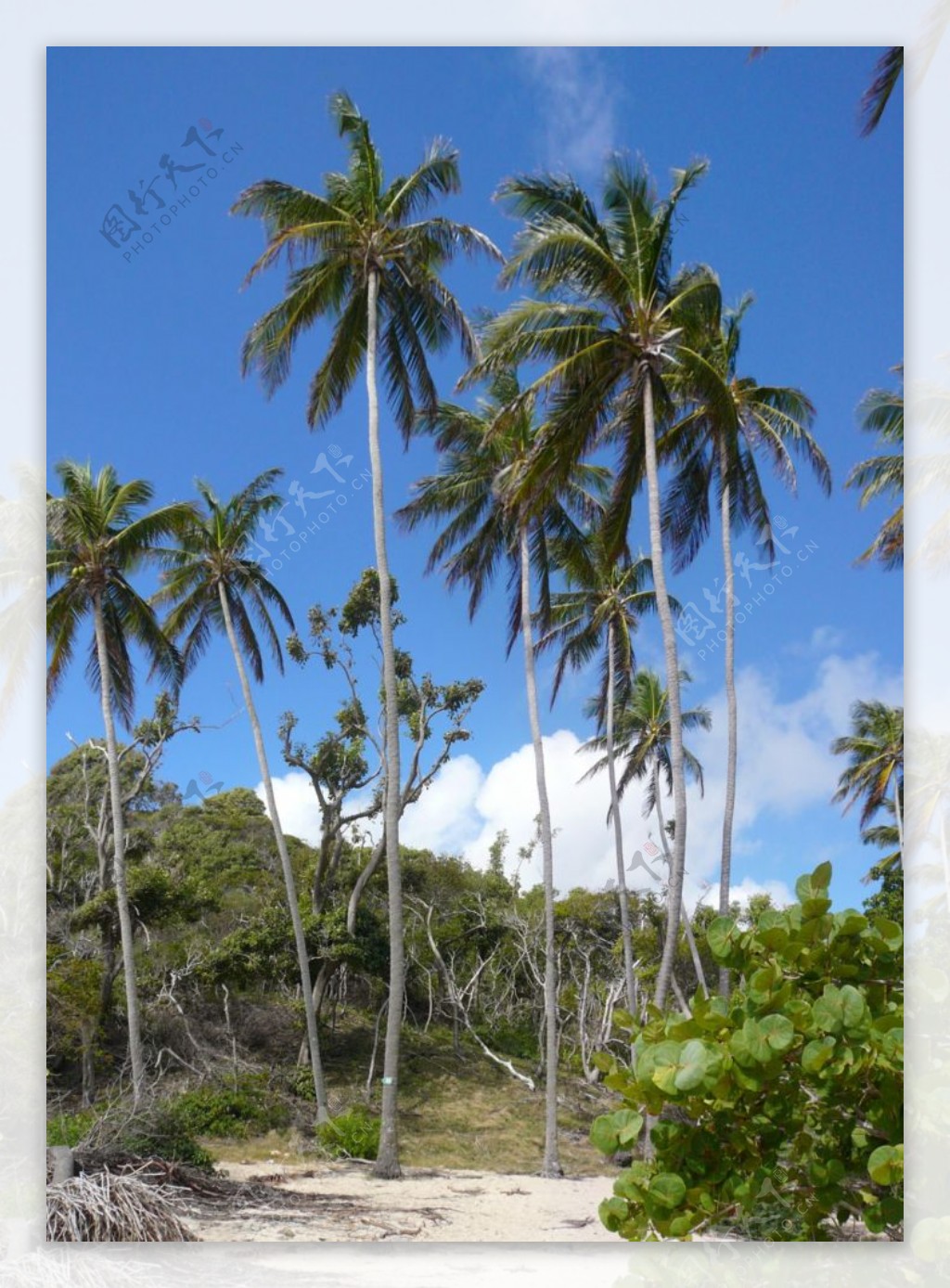 海边的椰子树图片