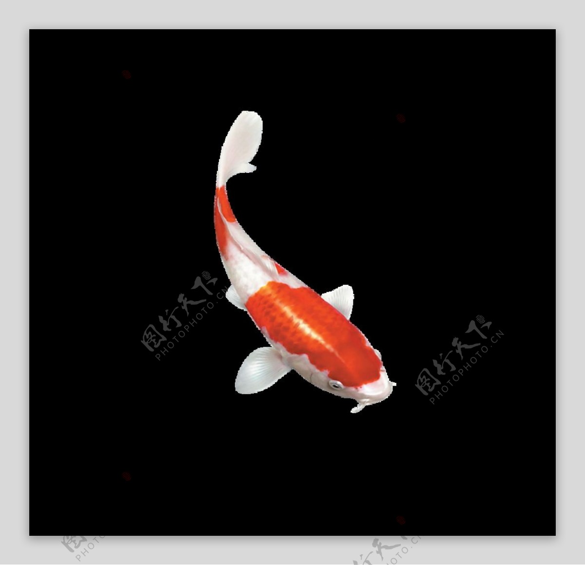 锦鱼金鱼图片