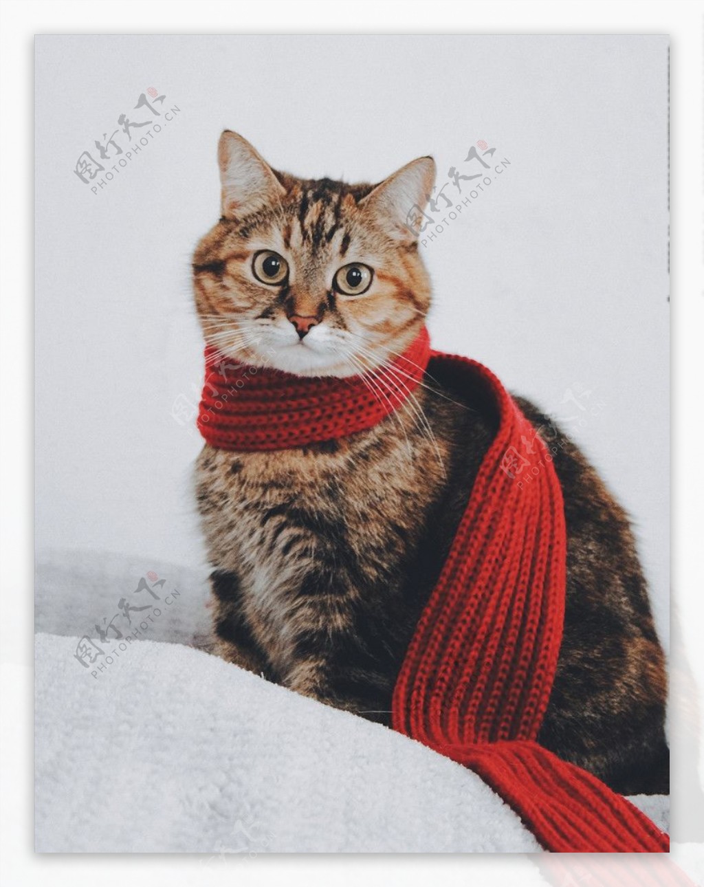 代红围巾的猫图片